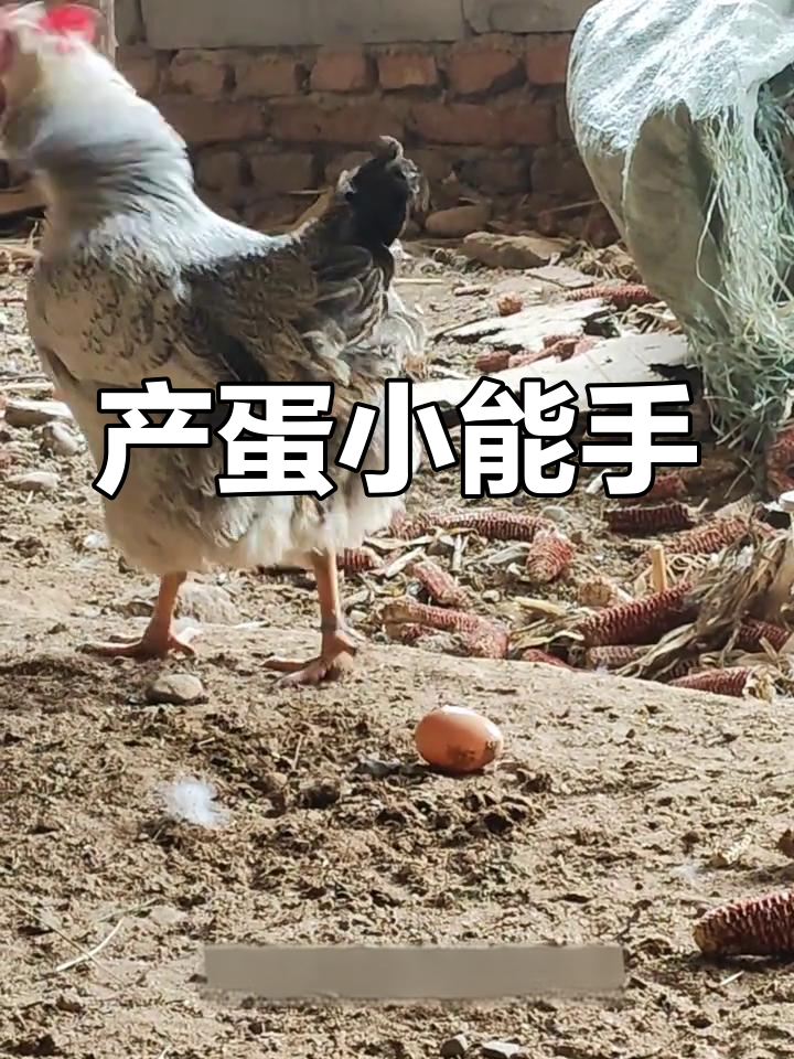 稻花鸡历经磨难,终将成产蛋高手,期待它的精彩表现!