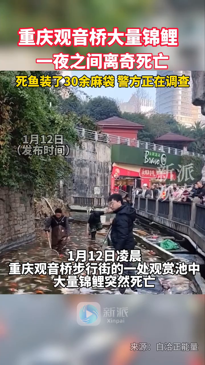 重庆观音桥大量锦鲤,一夜之间离奇死亡,死鱼装了30余麻袋