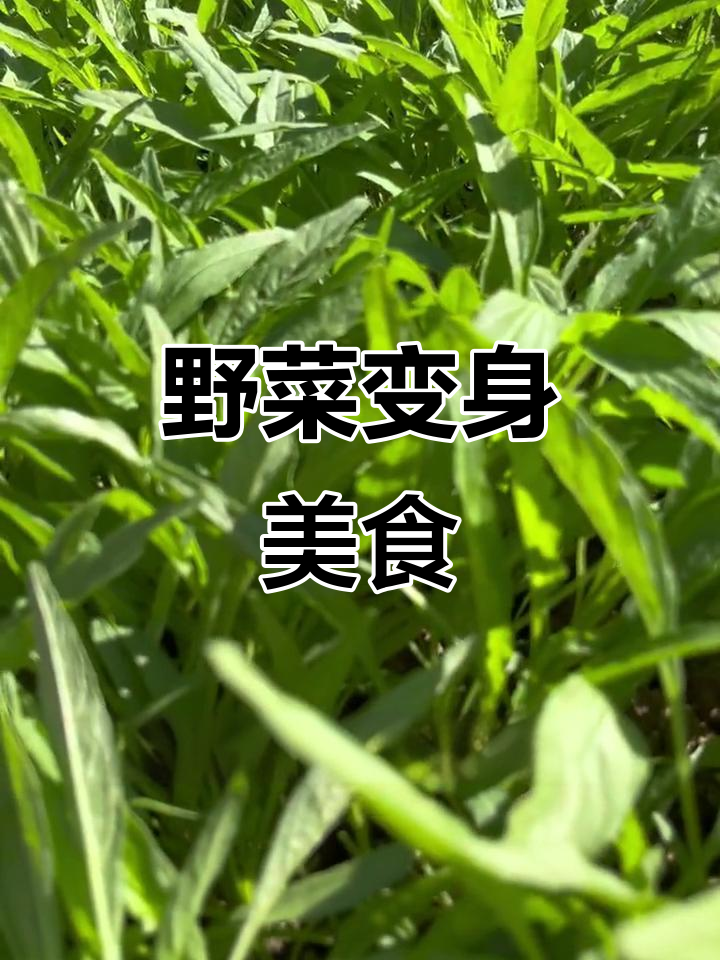 柳叶苋菜从野草变家常,如今成了餐桌上的美味
