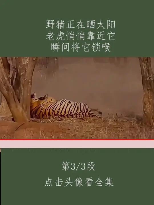 野猪正在晒太阳 老虎悄悄靠近它 瞬间将它锁喉 动物解说 野生动物零距离 老虎 自然界动物各