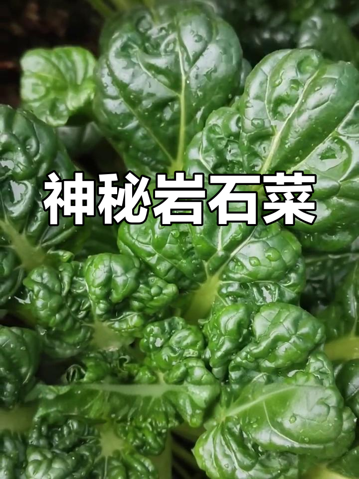 这种岩石菜,阴暗潮湿中生长,你见过吗?