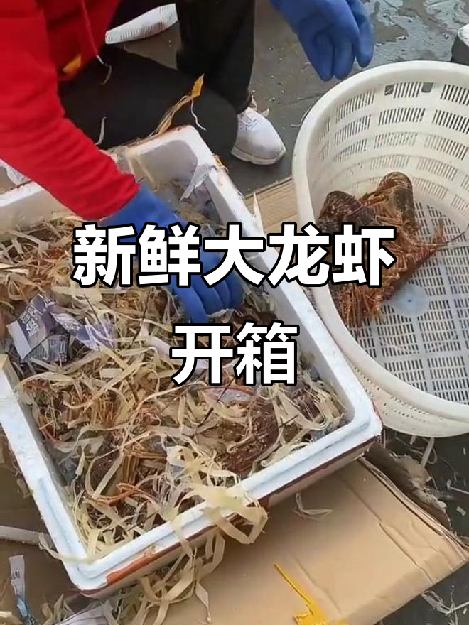 刚到龙虾仔，开箱惊喜不断！