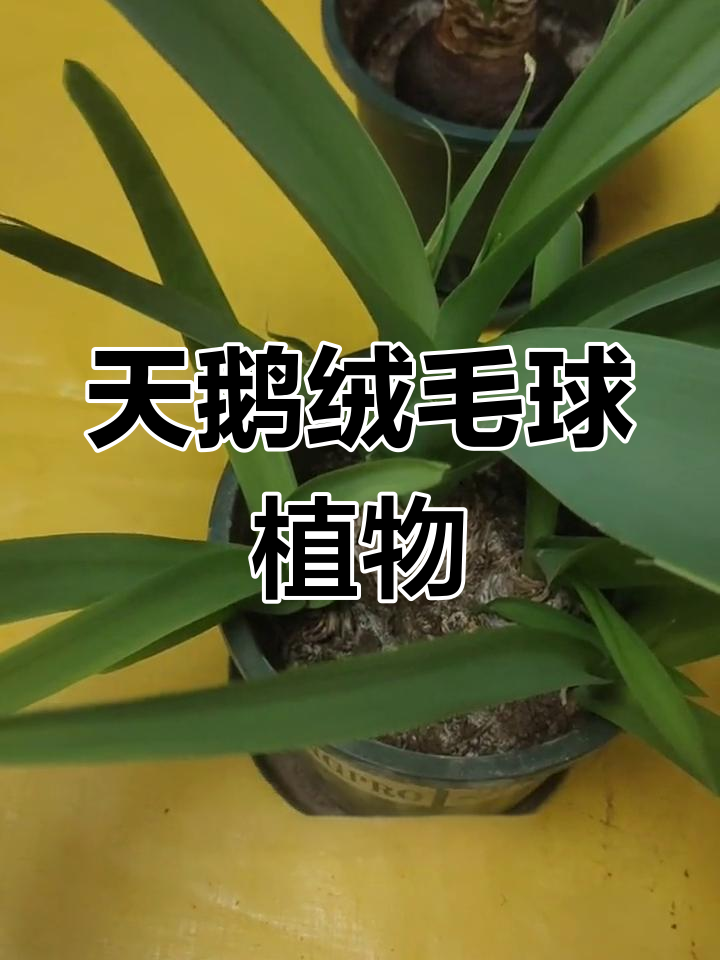高端切花天鹅绒,耐旱易养