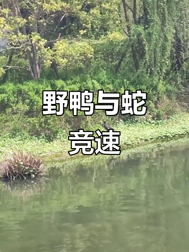野鸭追蛇,速度堪比逃命!
