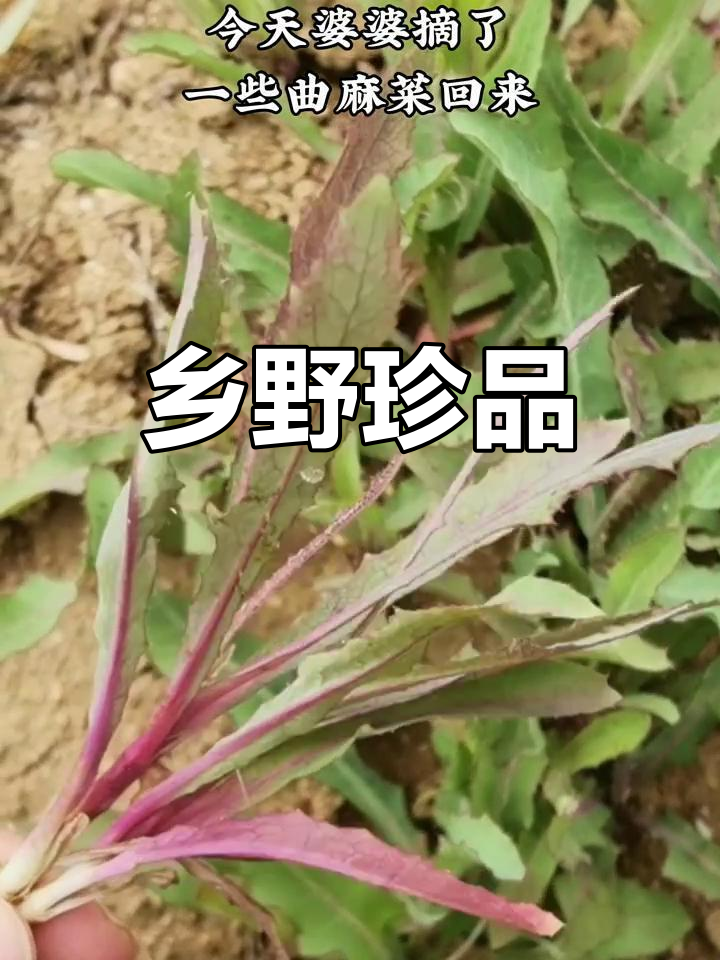 曲麻菜鲜嫩可口,炒蛋香气扑鼻,常被忽视的乡村美味
