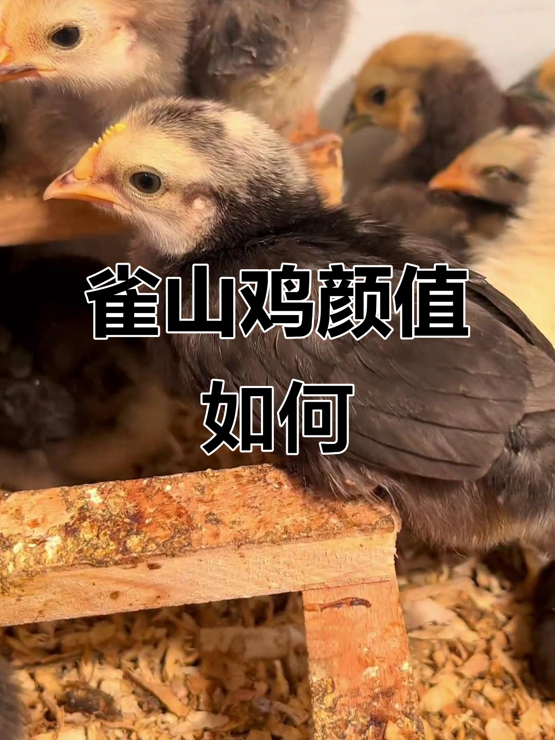 雀山鸡到底丑不丑?黑白花脸大凤头来评说