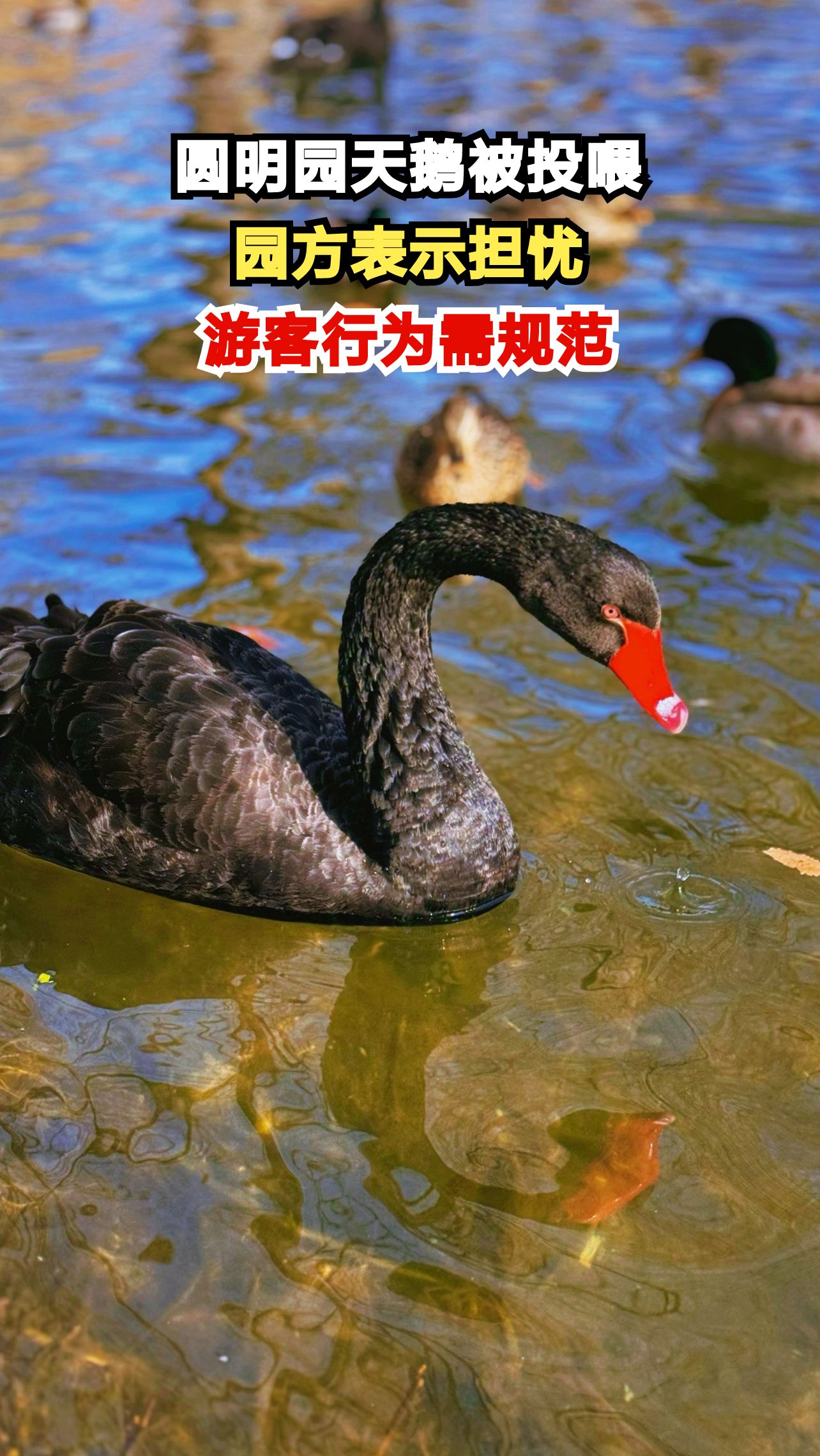 圆明园天鹅频遭投喂,园方担忧健康问题,游客行为何时能规范?
