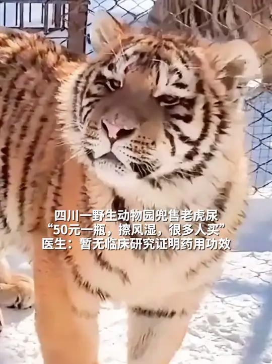 四川一野生动物园兜售老虎尿“50元一瓶,擦风湿,很多人买” 医生:暂无临床研究证明药用功效