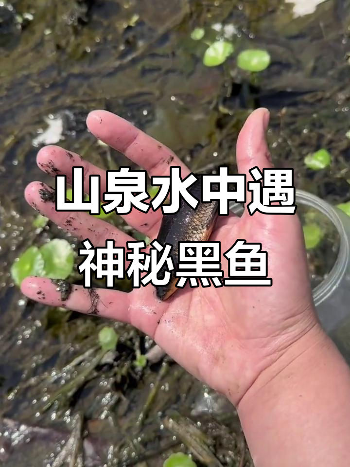 打山泉水时意外发现黑色六角恐龙鱼,竟然还有白色眼睛!