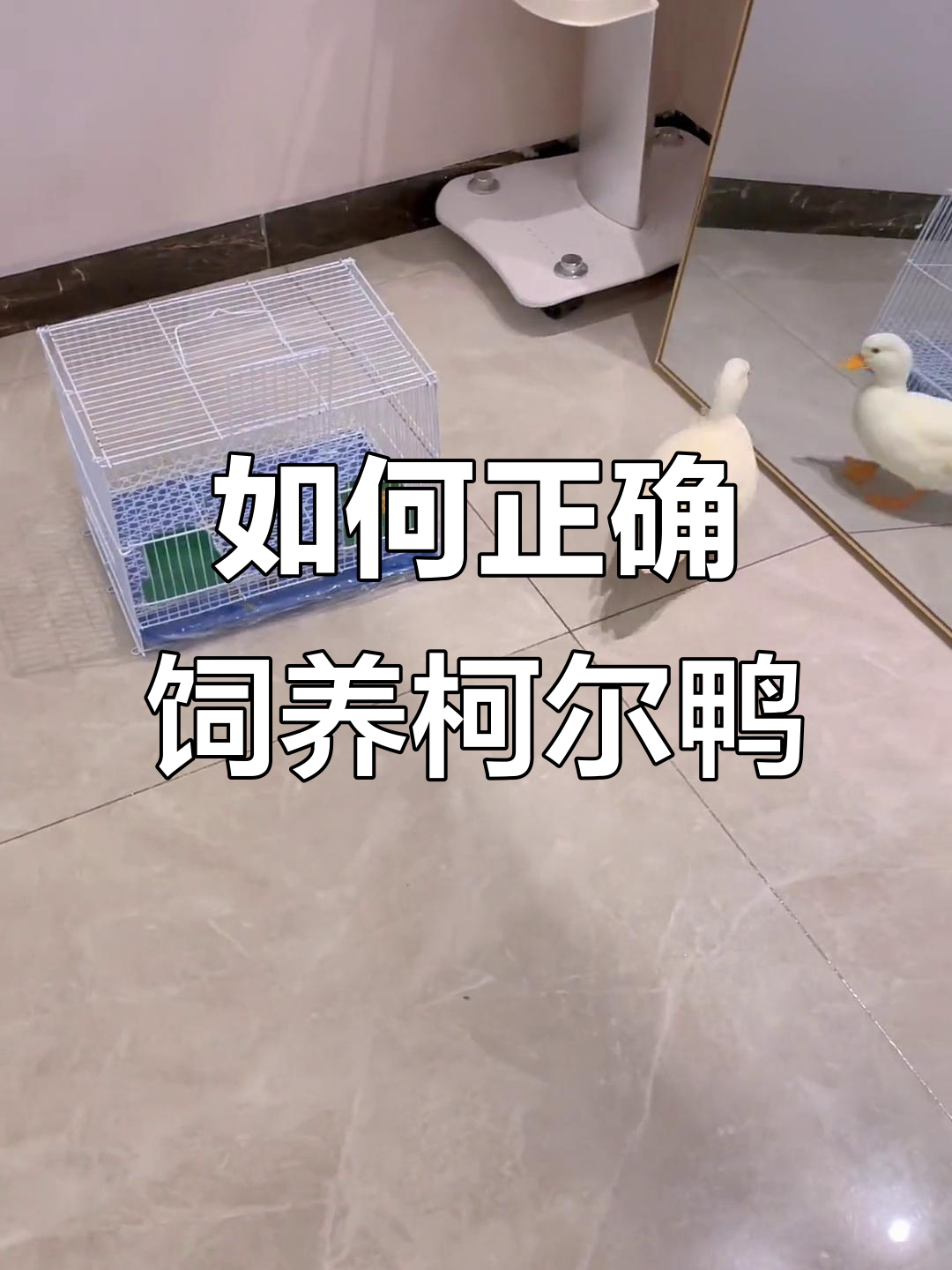 柯尔鸭养殖全攻略:如何避免乱拉,楼层养公母有讲究