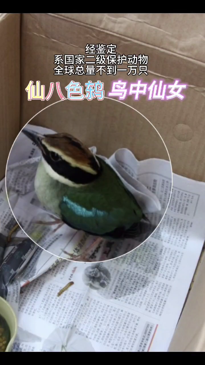 “猫口夺鸟”,竟是国家二级保护动物
