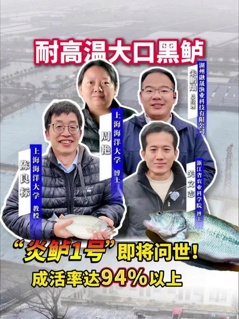 耐高温大口黑鲈“炎鲈1号”即将问世!成活率达94%以上#融晟渔业 #炎鲈1号 #鲈鱼养殖 