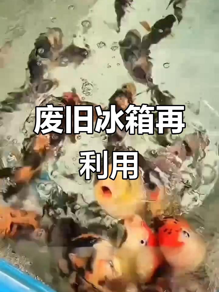 废弃冰箱变鱼缸,节能环保又实用,废物利用新创意!