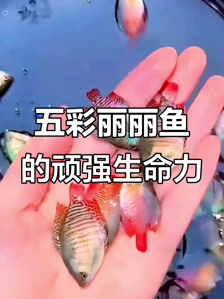 生命力超强的五彩丽丽鱼,新手懒人必备!