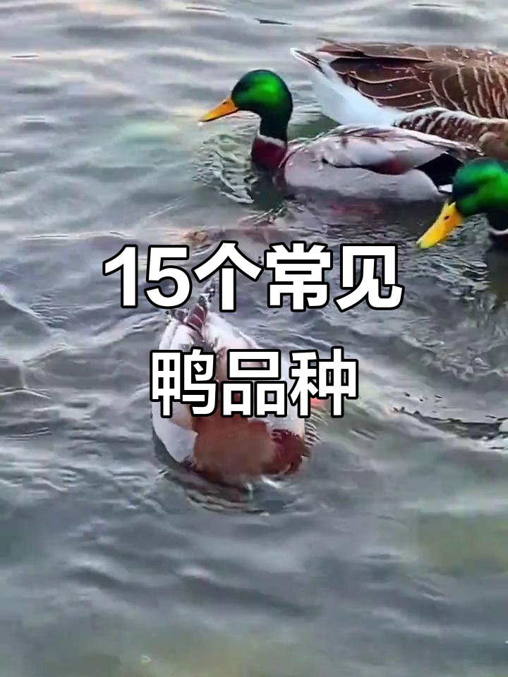 15种不同品种的鸭子，最后一种你肯定见过