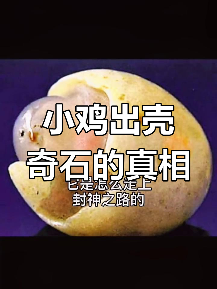 价值亿万的小鸡出壳奇石,背后隐藏的惊人秘密