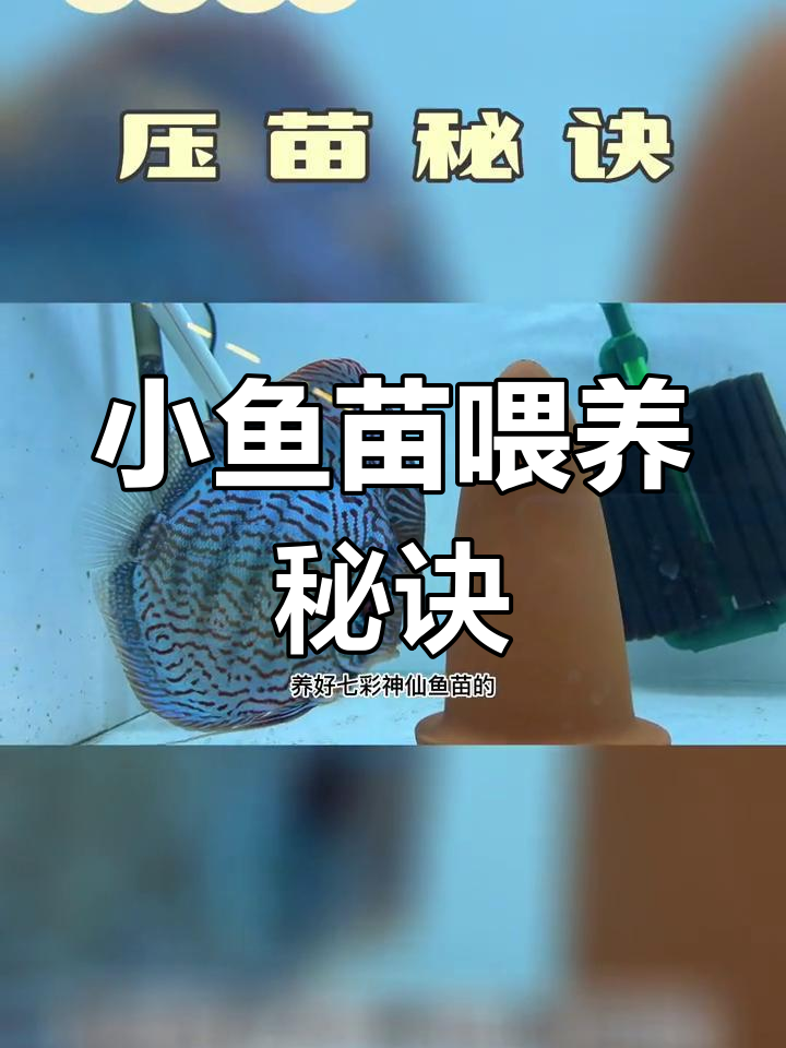 七彩小鱼苗养殖技巧:适口性最重要,空间和食物调配不可忽视