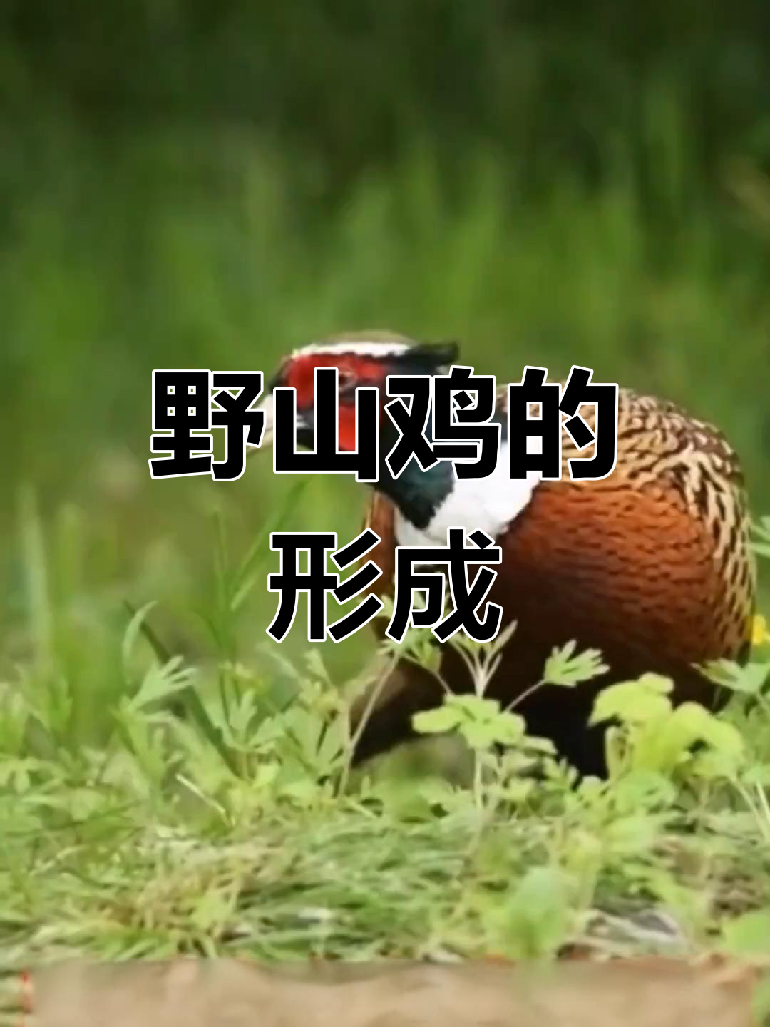 七彩山鸡的起源与演变