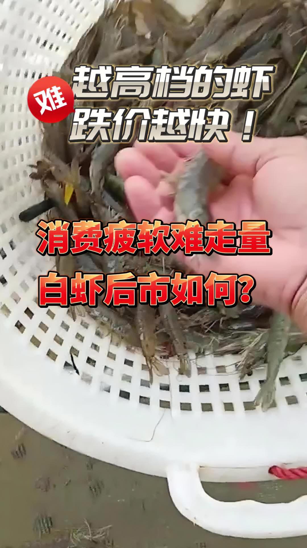 消费疲软难走量,白虾跌多涨少!南美白对虾养殖 水产