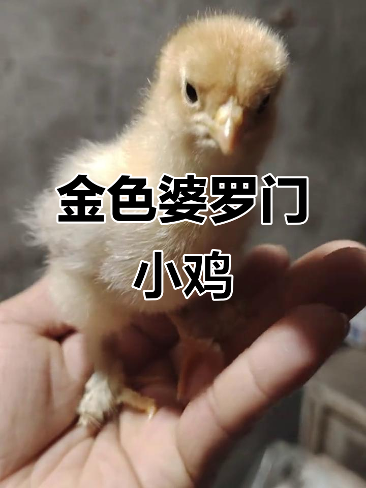 婆罗门母鸡孵化出金黄色小鸡,难道是变异?