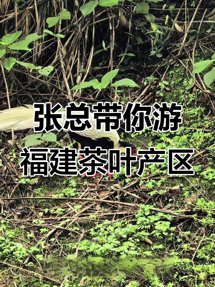 探秘福建名茶的故乡,张总带我们领略原产地风情