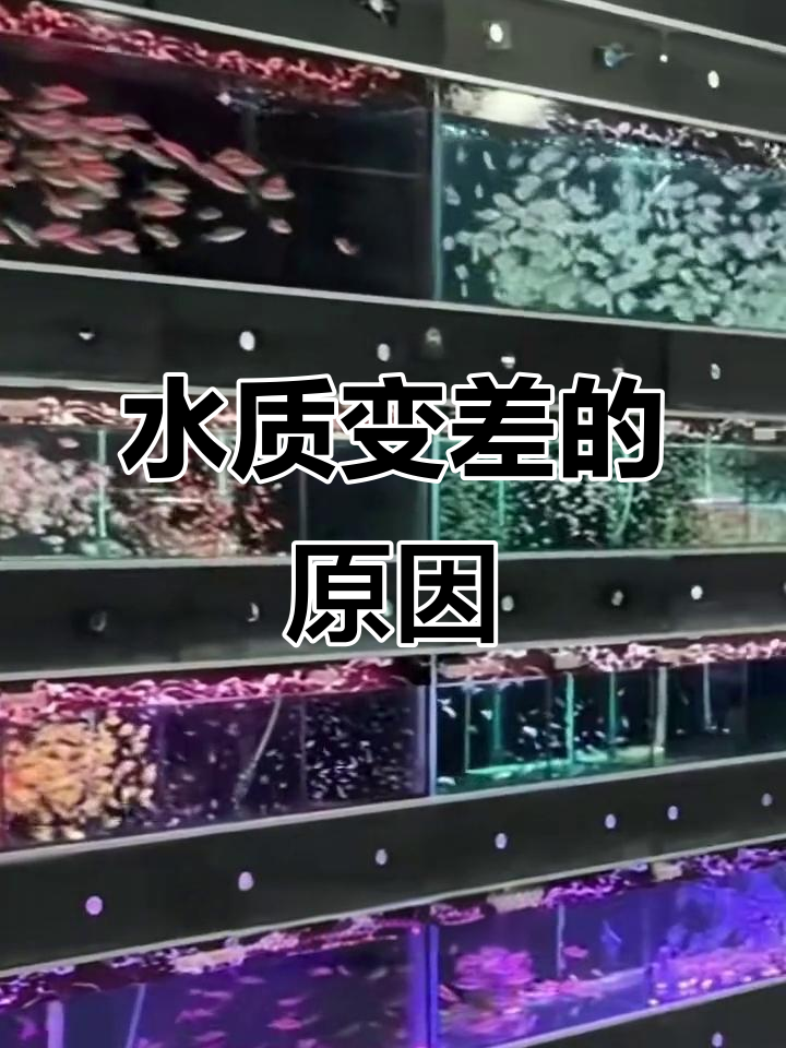 鱼缸水浑浊怎么办?换水越频繁反而更糟