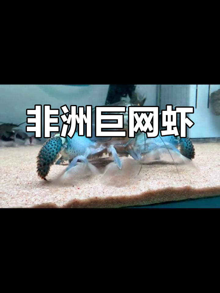 非洲巨型网球虾的奇妙世界