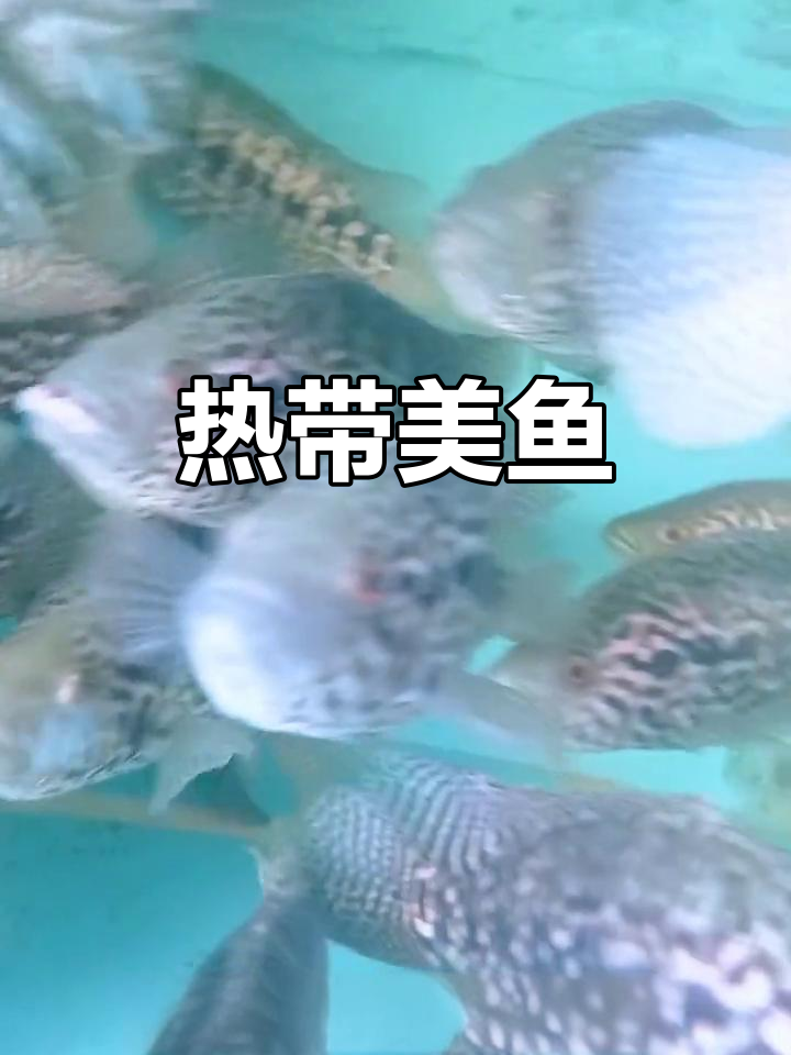 淡水珍珠斑鱼,美丽温和的热带珍宝