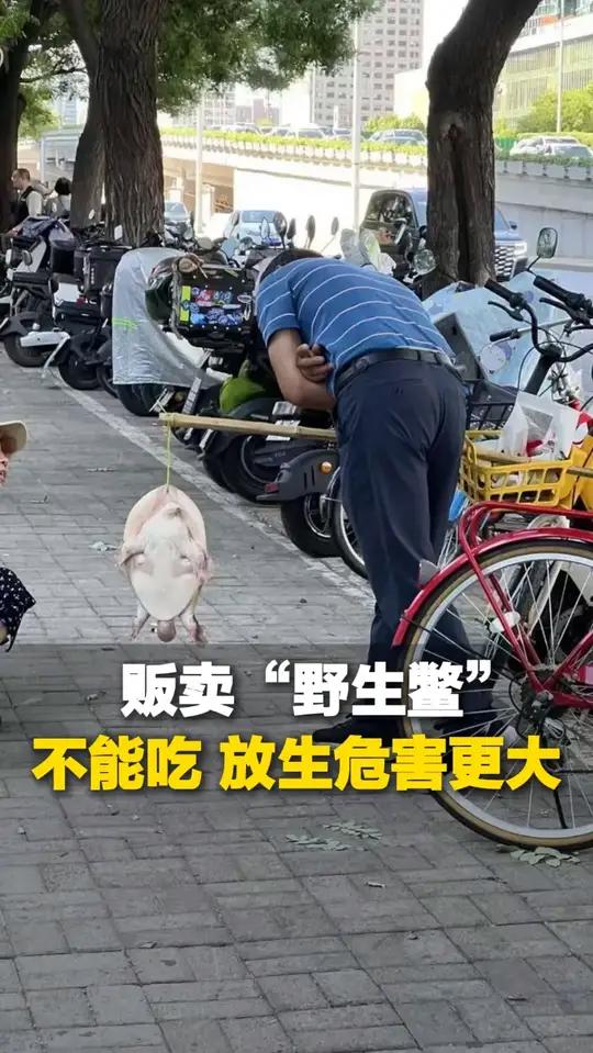 多地街头贩卖“野生鳖” 执法部门提醒:不能吃!放生危害更大!