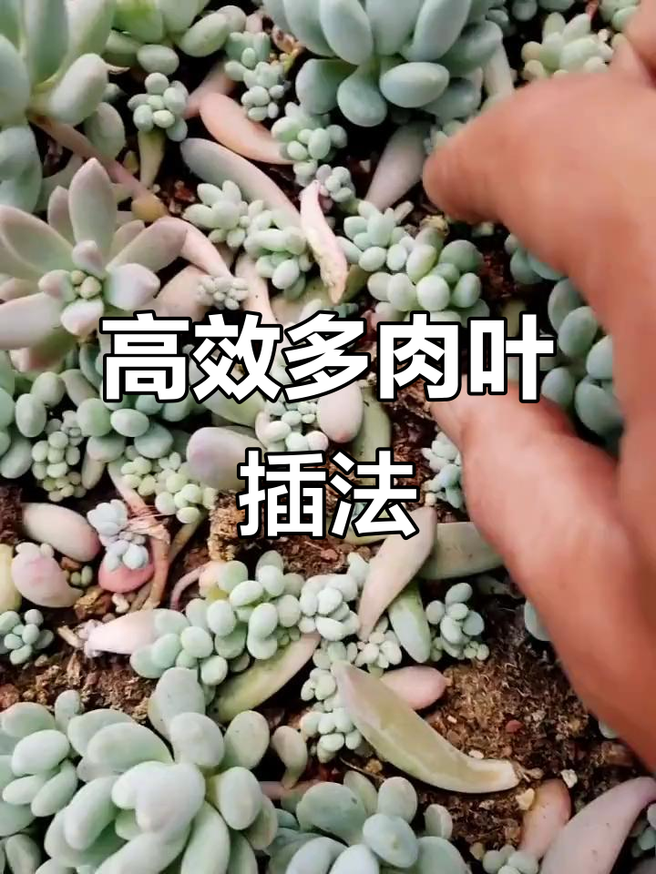 多肉叶插技巧大揭秘,轻松快速繁殖多头