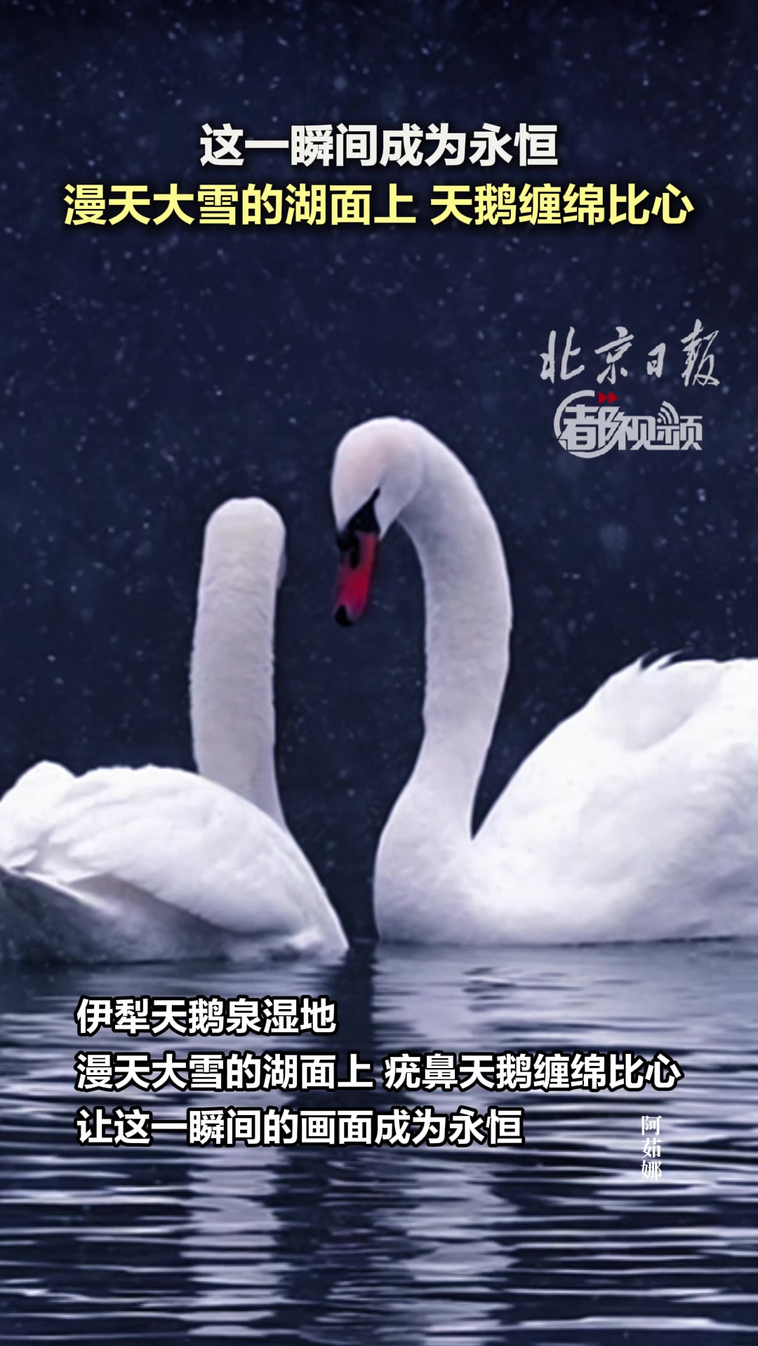 漫天大雪的湖面上,天鹅缠绵比心