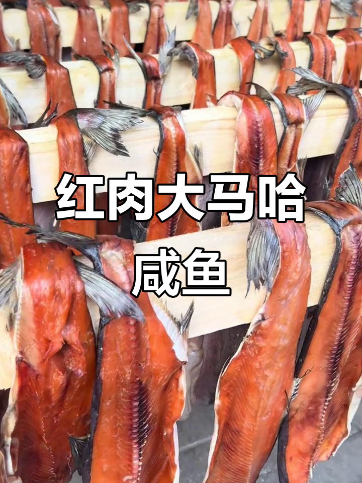 大马哈咸鱼湿坯子,红肉鲜美适合各种烹饪方式