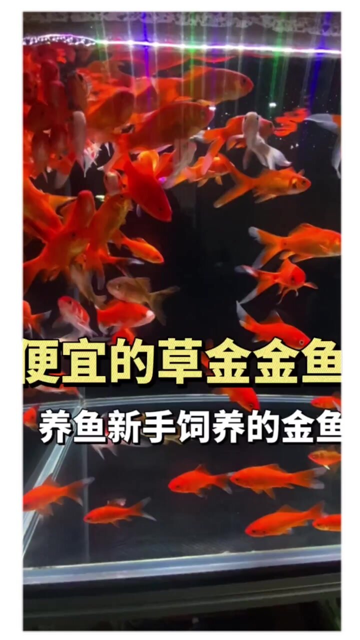 草金鱼活鱼锦鲤鱼苗观赏鱼淡水鱼冷水鱼
