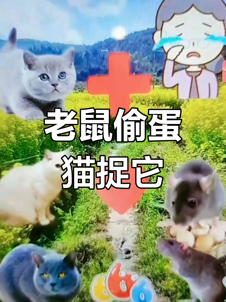 老鼠偷吃鸡蛋,猫咪们争相抓捕!