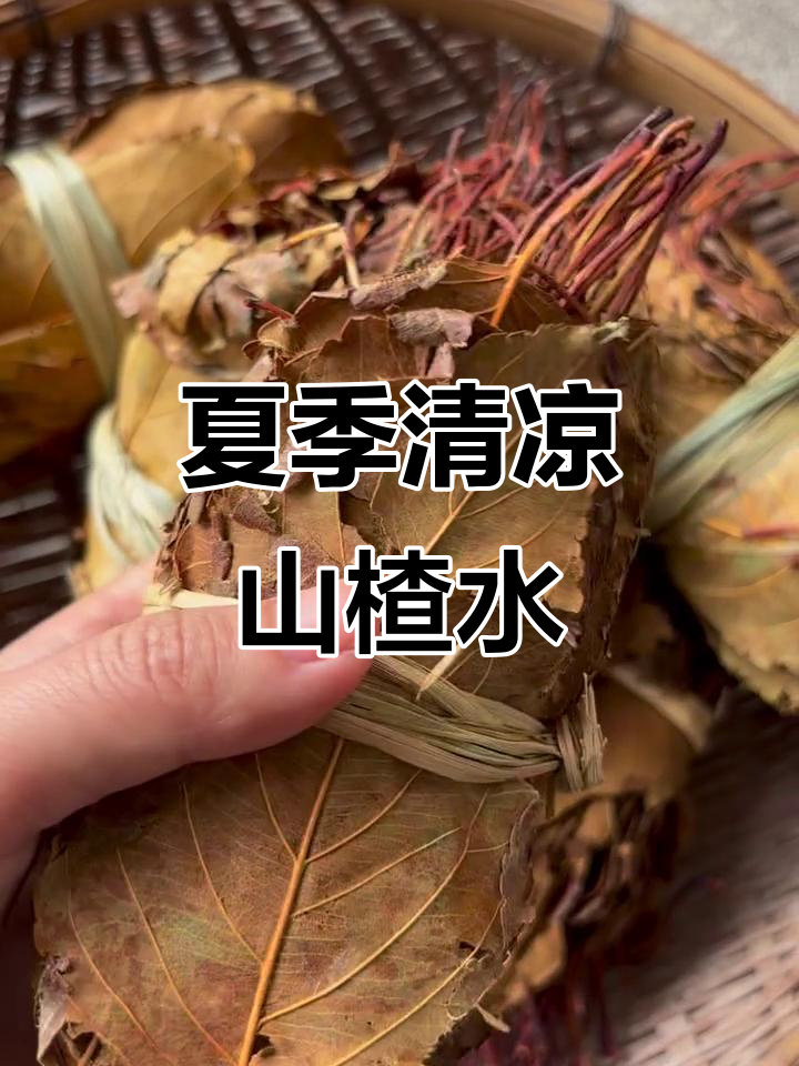 广东广西的野生山楂叶,夏日解渴必备!