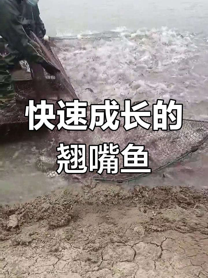 翘嘴红鲌:淡水中的猛兽,生长迅速但难以养殖