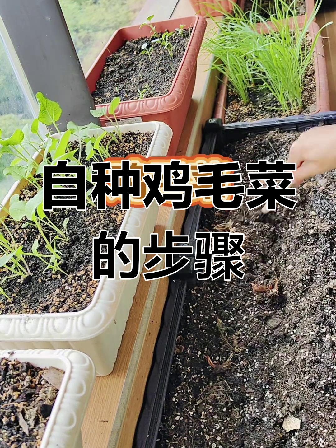 25天自种鸡毛菜,简单三招搞定!