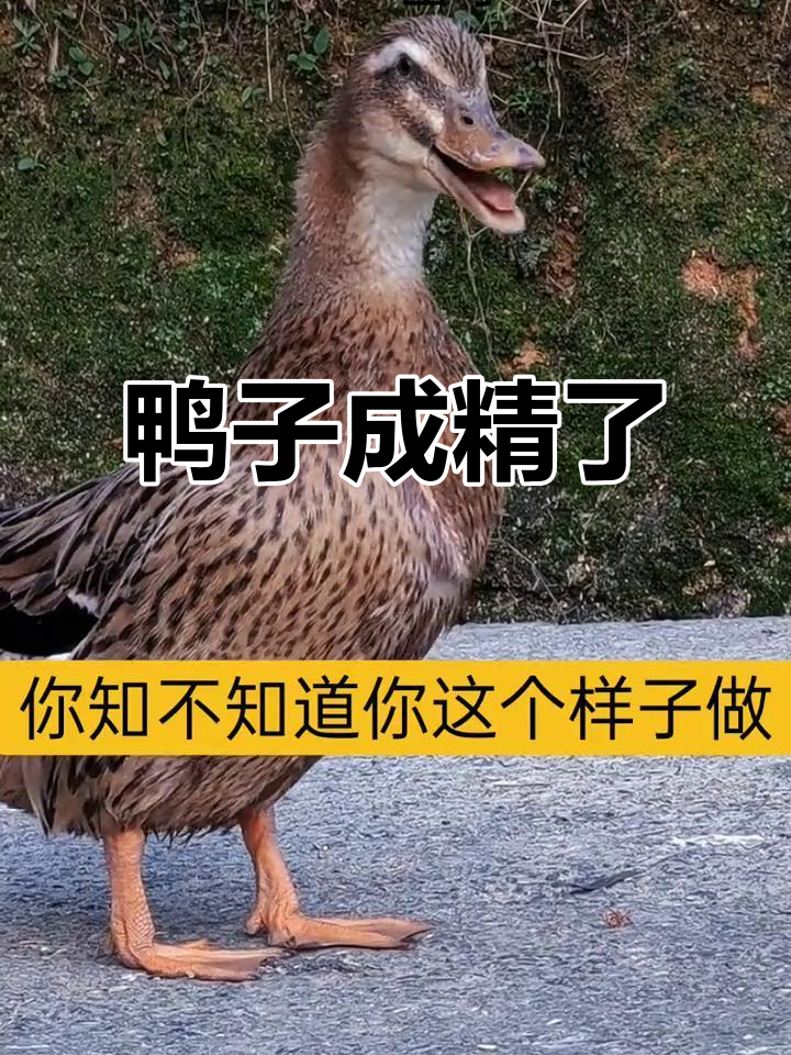 这只神奇老鸭,抖音搞笑日常