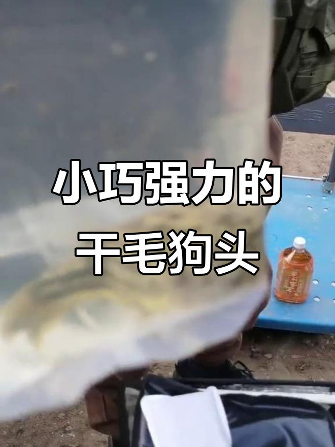 干毛狗头鱼:小巧却强大,价格实惠的宠物选择