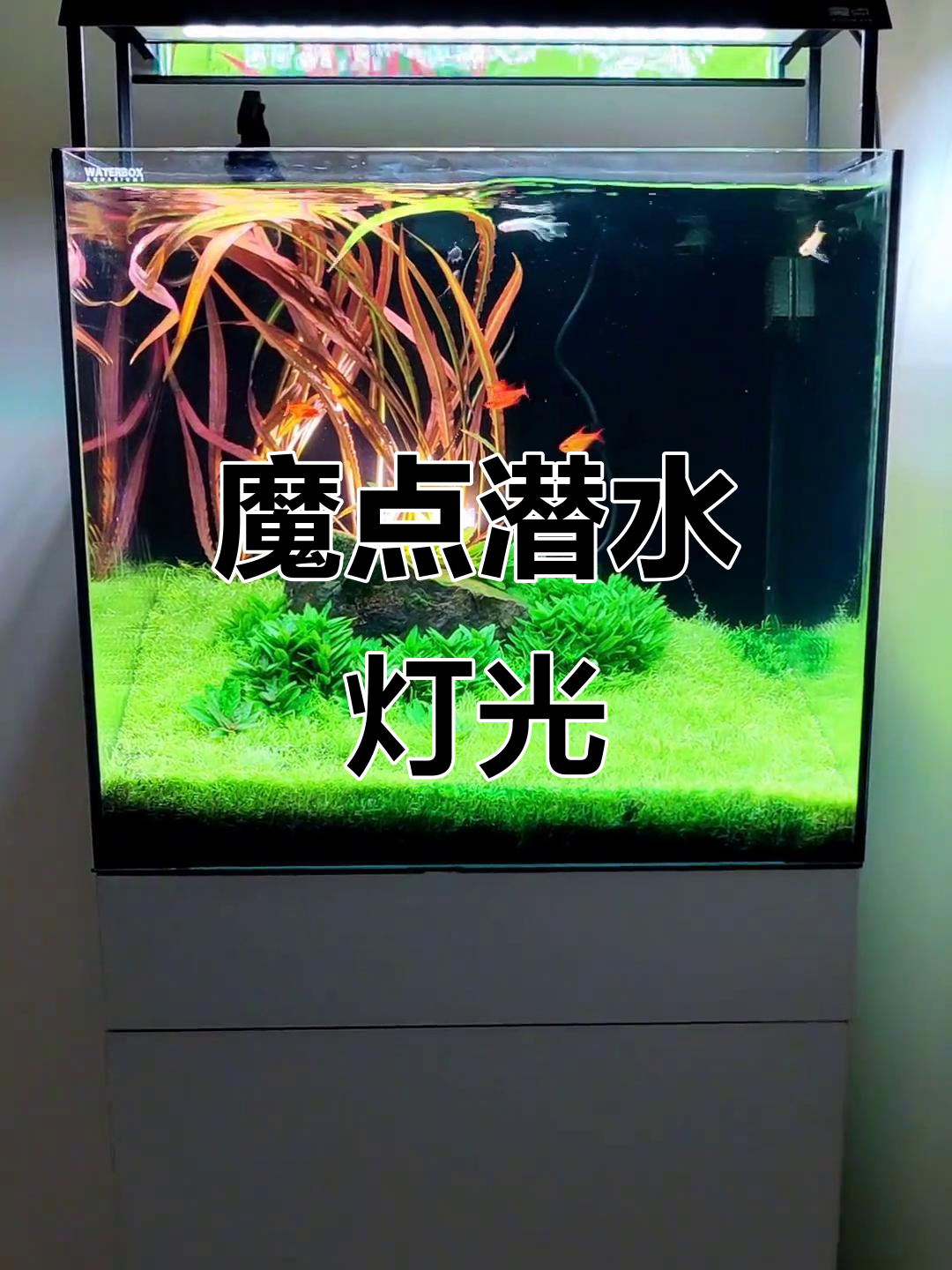 潜水小射灯打造梦幻鱼缸氛围,调节光线让夜晚更温馨