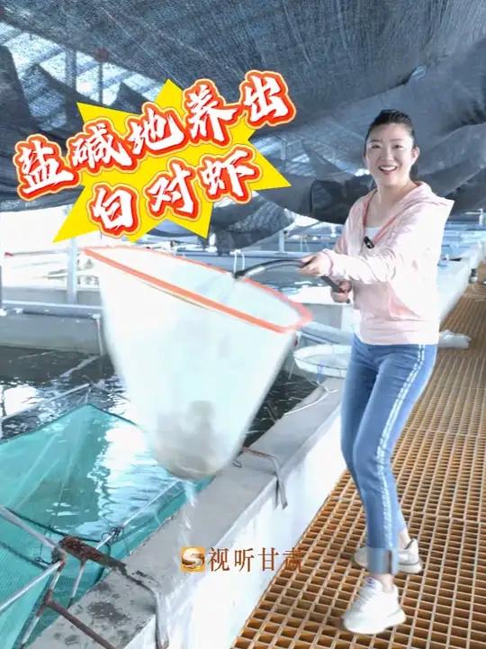 盐碱地养出白对虾 在甘肃张掖的临泽县,曾经脚下的盐碱地上,竟然养出了活蹦乱跳的南美白对虾!