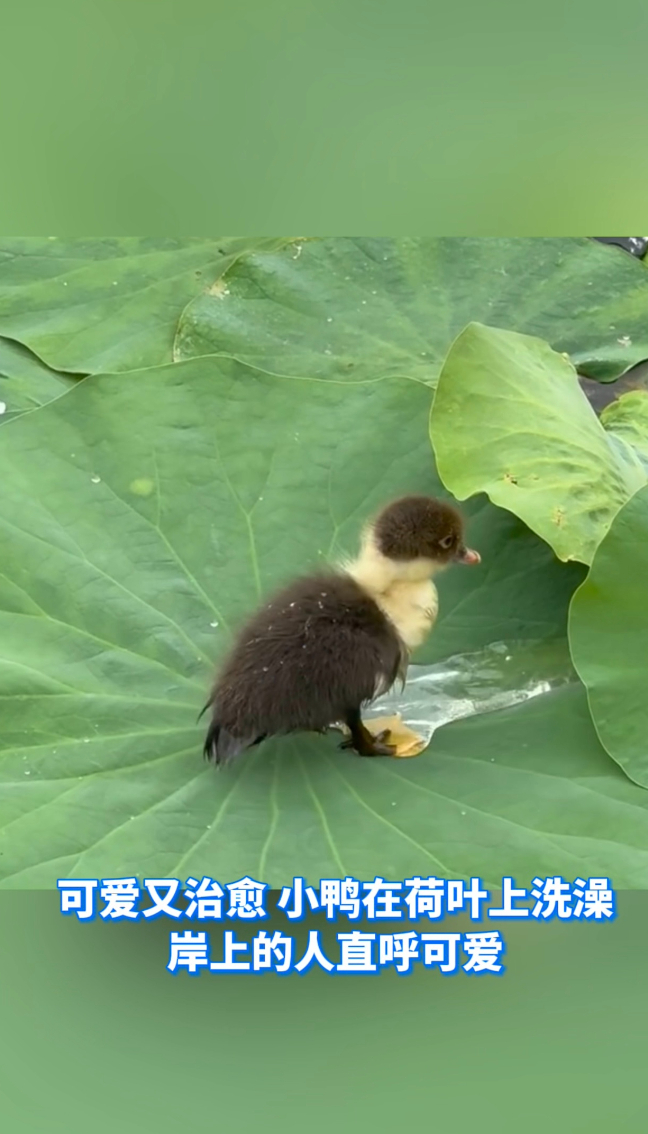 热点|可爱又治愈 小鸭在荷叶上洗澡 岸上的人直呼可爱 网友:谁家的小可爱落这了!