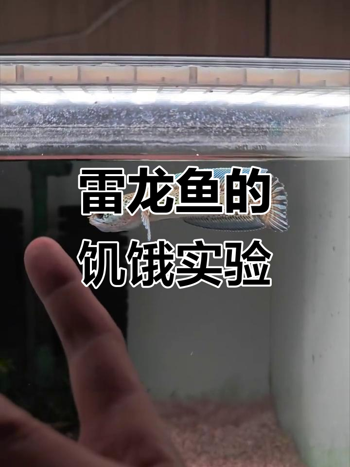 雷龙鱼饿一个星期,竟然有这些变化!