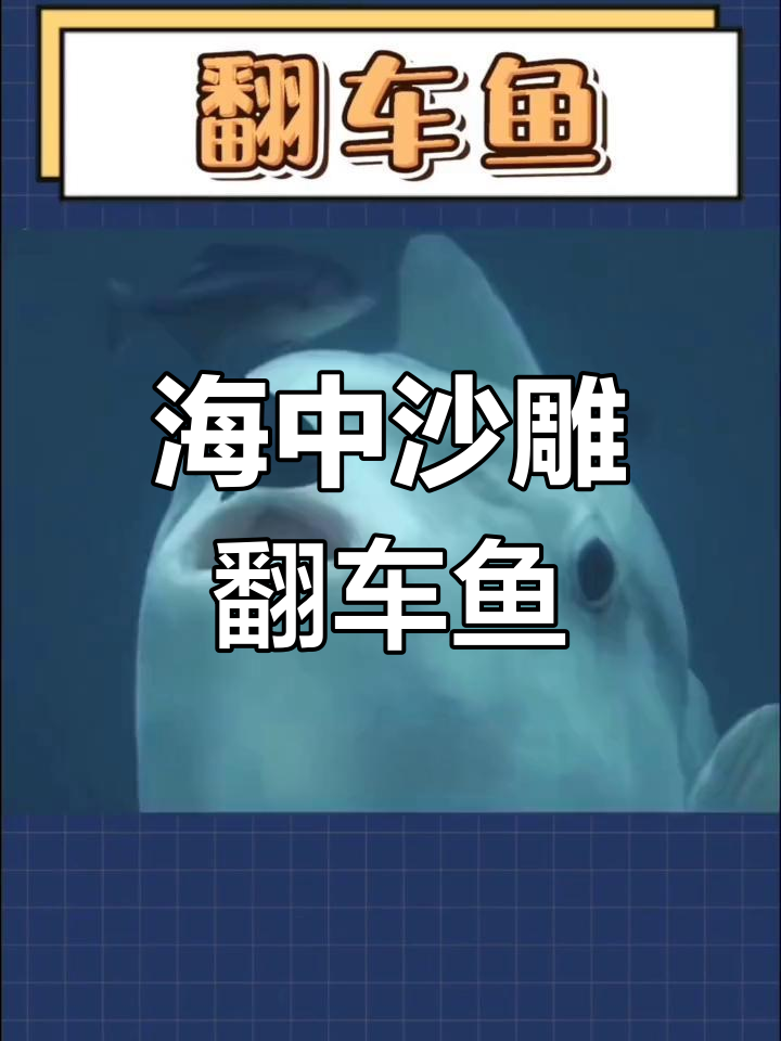 翻车鱼:海中的“傻大个”,一生都在漂泊,竟然有这么多奇葩死法