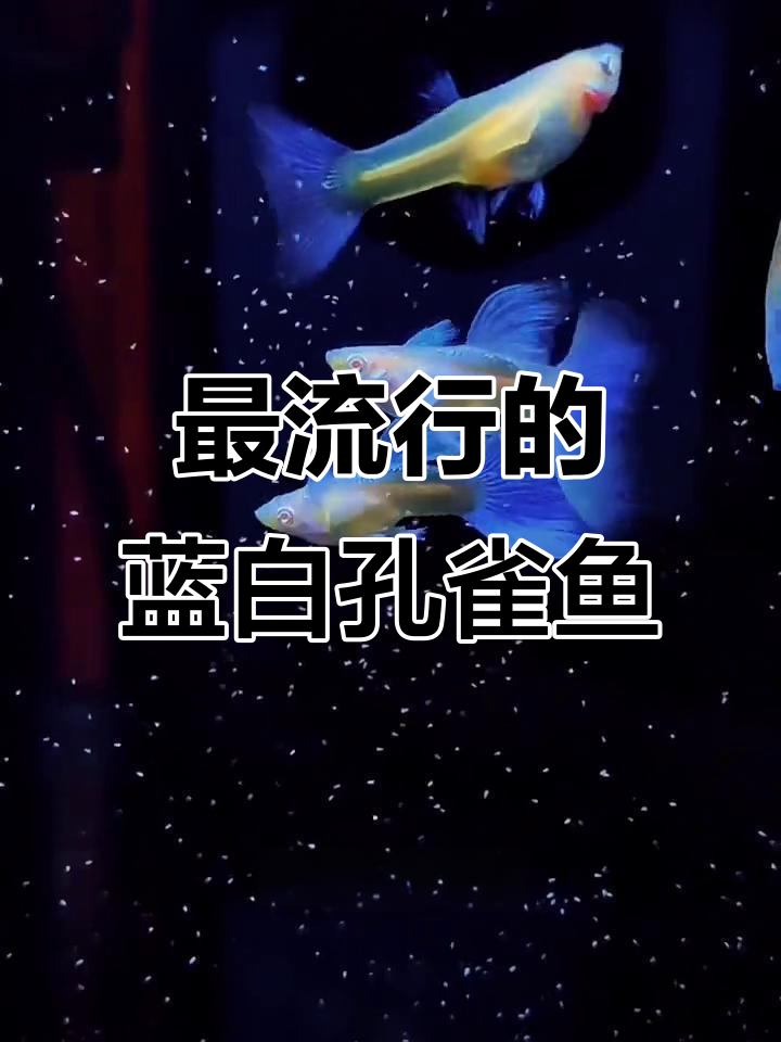 蓝白孔雀鱼品种大揭秘，哪种最受欢迎？