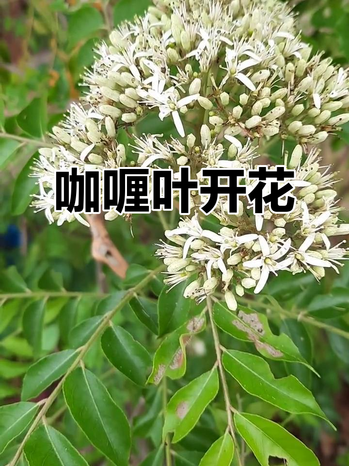 咖喱叶盛开,香气扑鼻