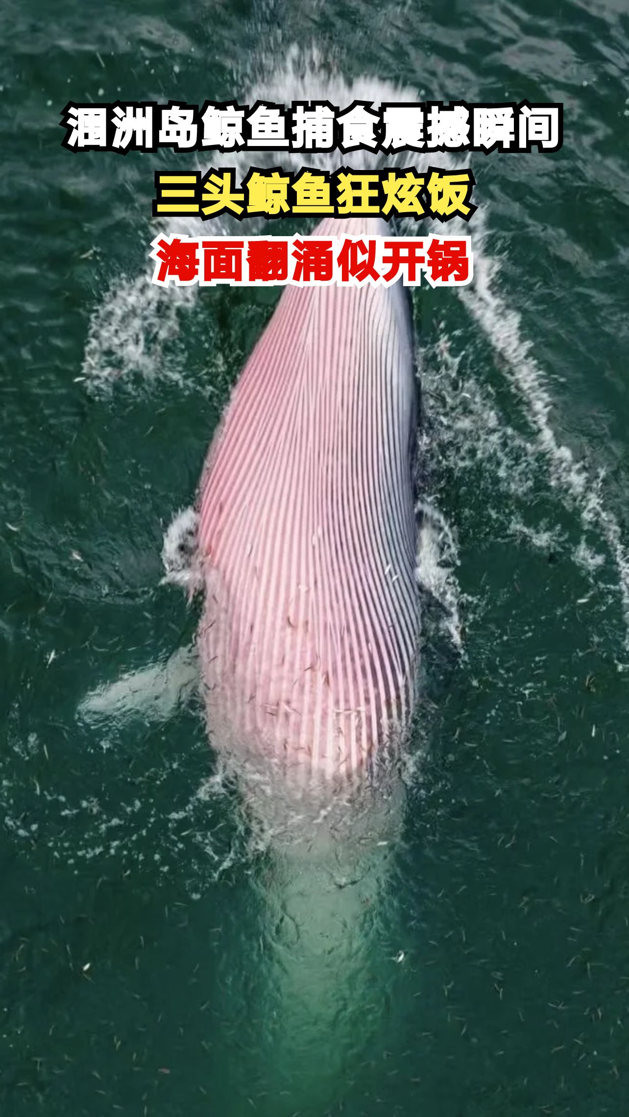 北海涠洲岛惊现鲸鱼捕食奇观，游客直呼太幸运了！