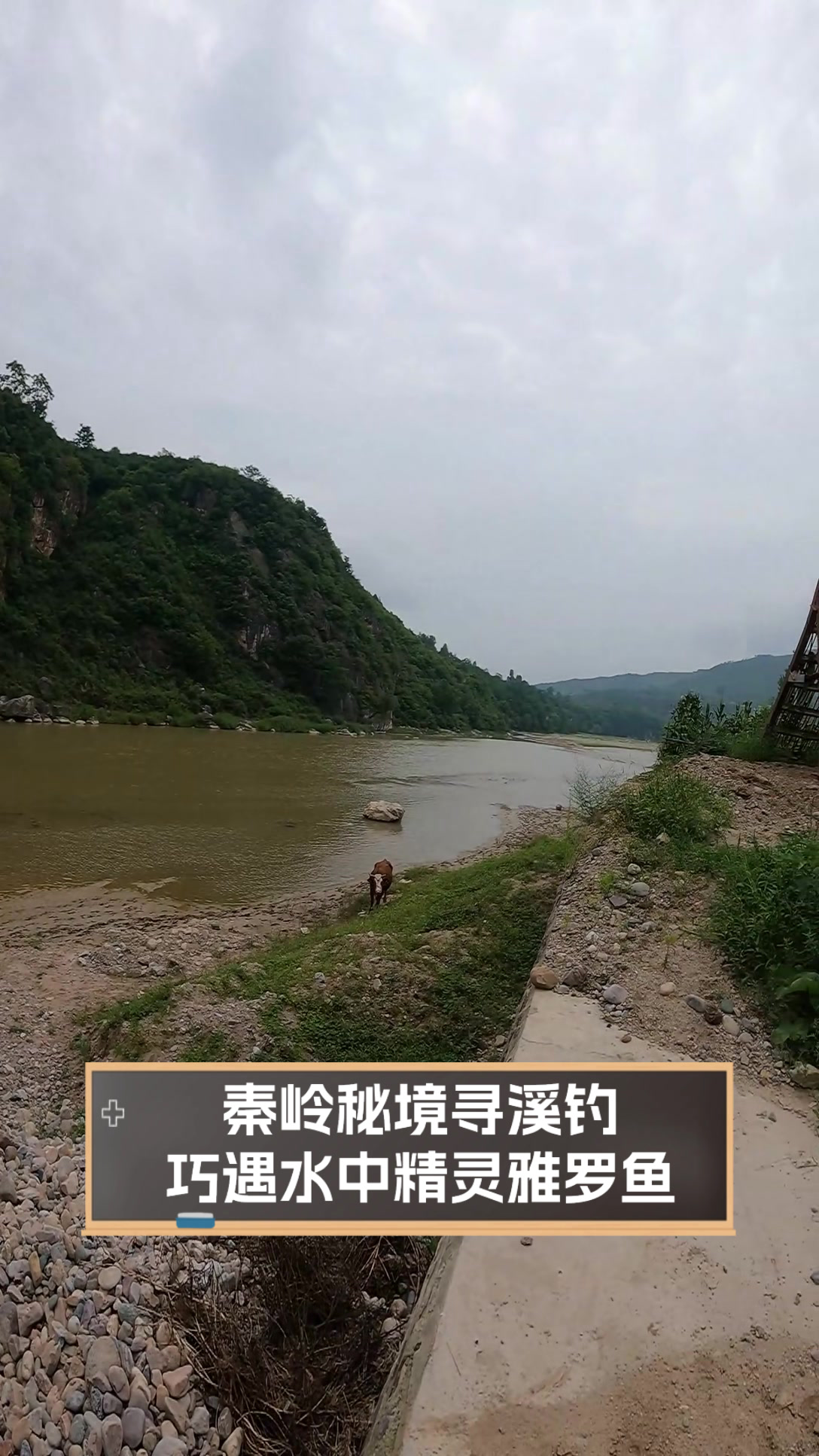秦岭秘境寻溪钓,巧遇水中精灵雅罗鱼