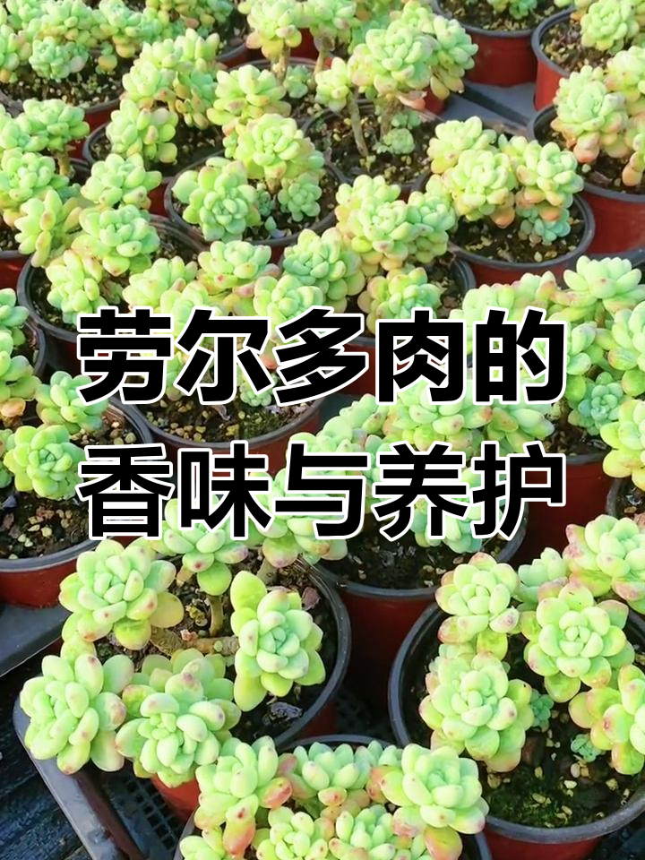 劳尔多肉:香气四溢,晚上八点开播分享养护技巧