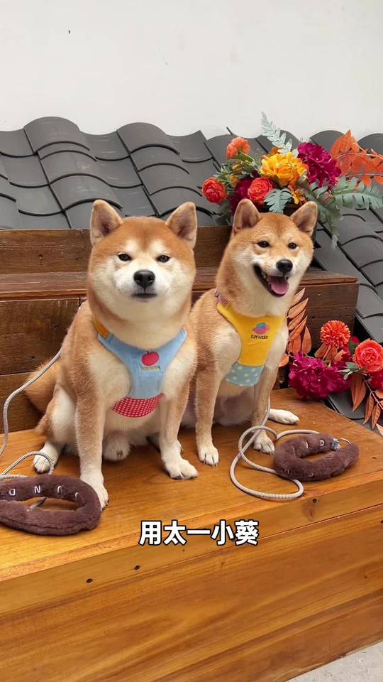 把毛孩子画进浆果森林，油画定制萌趣十足